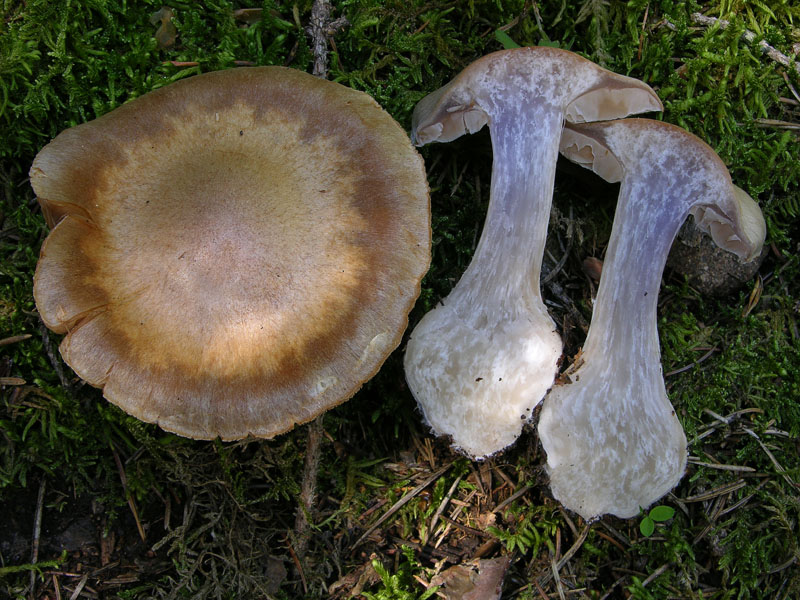 Alcuni Cortinarius.
